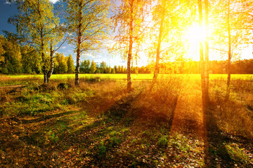 Beautiful landscape with summer forest and sunset