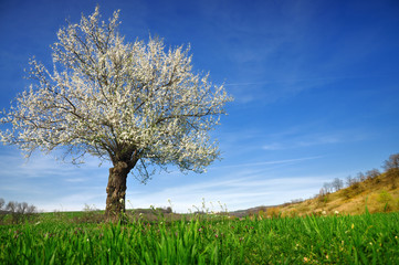 Fototapeta na wymiar Tree blossom