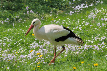 Storch auf Frühlingswiese