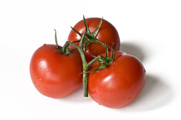 Three tomatoes on a branch isolated on the white