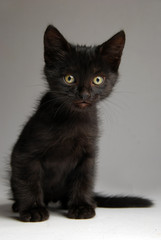 Fototapeta premium Un petit chaton noir.