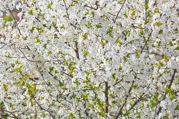 Spring flowers - cherry tree