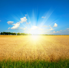yellow wheat field under blue sky