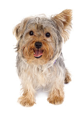 Yorkie puppy isolated on white