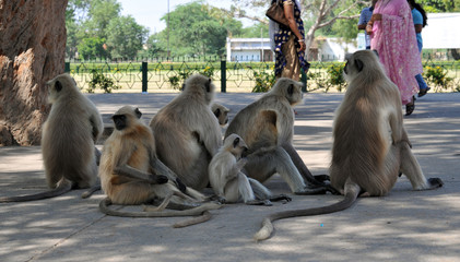 Affengruppe in Indien