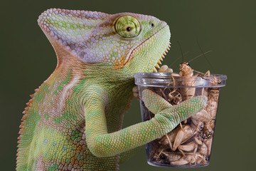 Chameleon cricket lunch