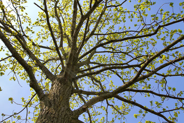 Baum im Fr&uuml;hling