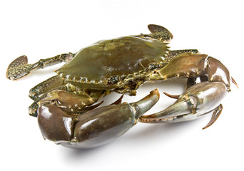 Mud crab alive