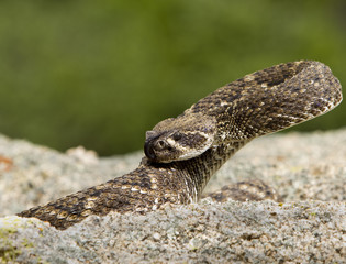 Eastern Diamondback Rattlesnake.