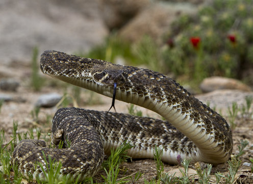 Eastern Diamondback Rattlesnake.