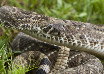 Fototapeta premium Eastern Diamondback Rattlesnake.