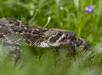 Eastern Diamondback Rattlesnake.