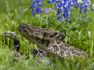 Fototapeta premium Eastern Diamondback Rattlesnake.