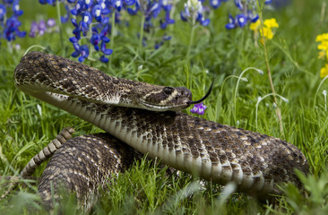 Eastern Diamondback Rattlesnake.