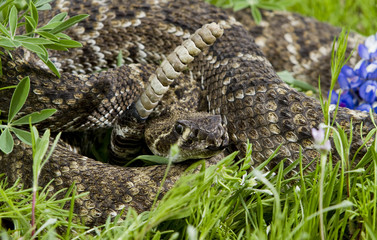 Eastern Diamondback Rattlesnake.