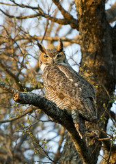 Great Horned Owl
