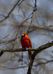 Cardinal