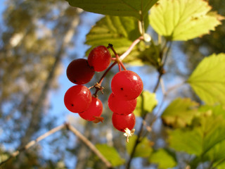 Guelder-rose berries