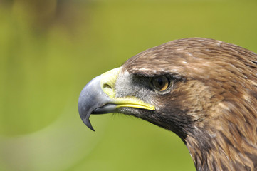 Águila real.