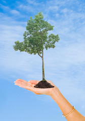 tree in hand as a symbol of nature protection