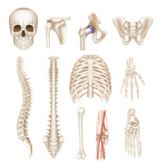 Human bones, vector set