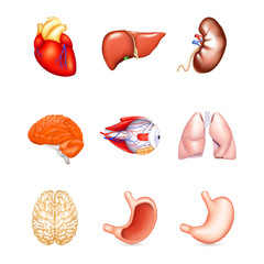 Human Internal Organs, vector