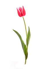 Pink tulip  isolated on white background