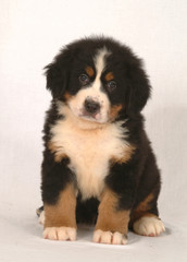 BOVARO BERNESE