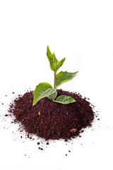 Green sprout on  white background