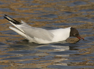 Black-headed Gull.