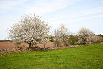 Obraz premium Cherry trees