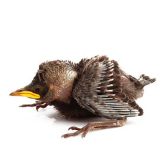 cucciolo di merlo