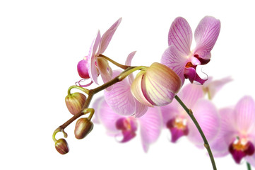 Orchideen 23.1