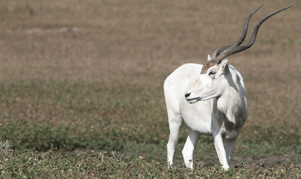male of impala gazele