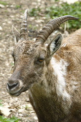Steinbock 2