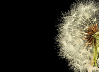 dandelion close up with copy space