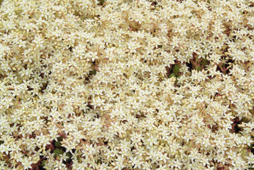 stonecrop (Sedum album)