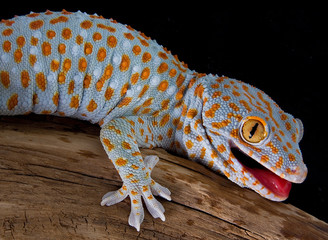 Tokay gecko with mouth open - obrazy, fototapety, plakaty