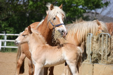 Obraz premium Pferde