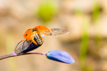 Start to fly. Closeup of ladybird on snowdrop