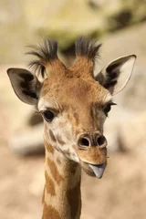 Crédence de cuisine en verre imprimé Girafe Young giraffe sticking out its tongue