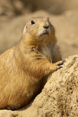 Prairie dog leaning against a hill