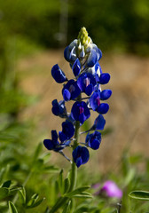 Blue Bonnets