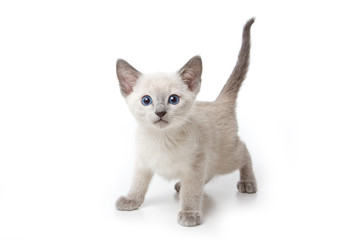 Little kitten on white background