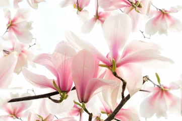 Gordijnen Magnolienblüten © suteracher