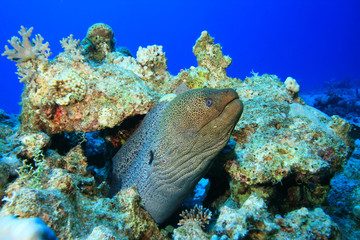 Naklejka na ściany i meble Giant Moray Eel (Gymnothorax javanicus)