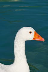 ssgoose