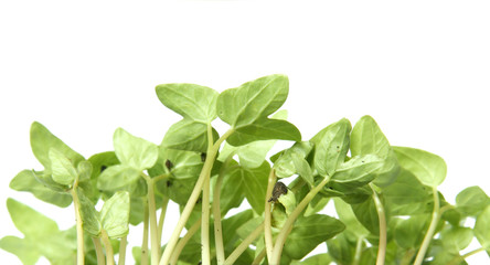 Young plants