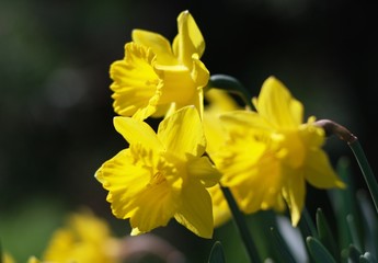 yellow daffodils in spring garden, close