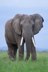 Fototapeta na wymiar Mężczyzna Słoń afrykański